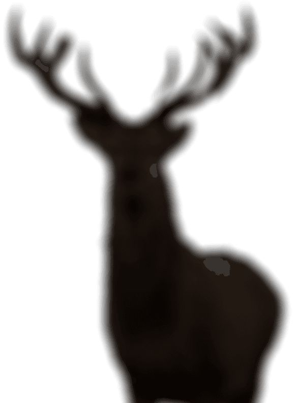 A deer, come to look